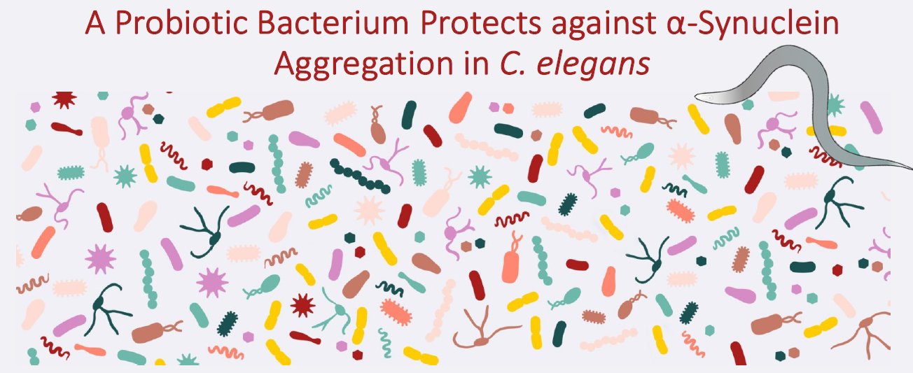 Towards A Clinical Trial To Assess The Ability Of A Probiotic Bacterium